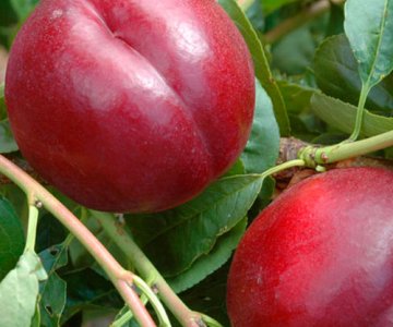 Nektarin tingi Honey Flame