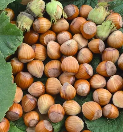 Fındıq tingi Tonda  Romano