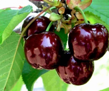 Gilas tingi Lory Bloom