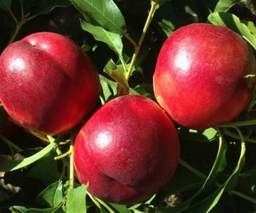 Nektarin tingi Luciana