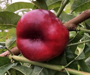 Nektarin tingi  Yassı Luisella