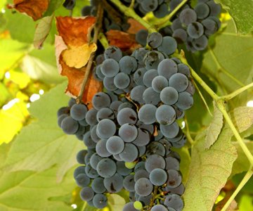 Mədrəsə üzüm tingi