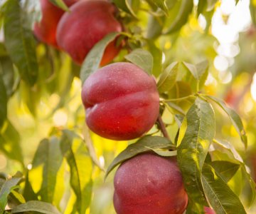 Nektarin tingi Netex 24