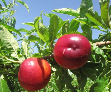 Nektarin tingi Patagonia