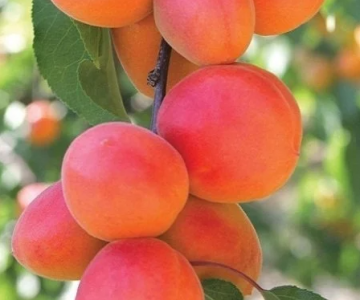 Ərik tingi Perfect Red