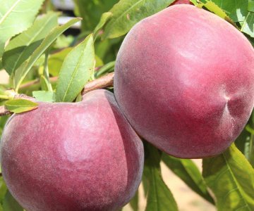 Şaftalı tingi Plagold