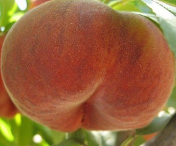 Şaftalı tingi Plane Gold