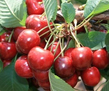 Gilas tingi Premier Giant