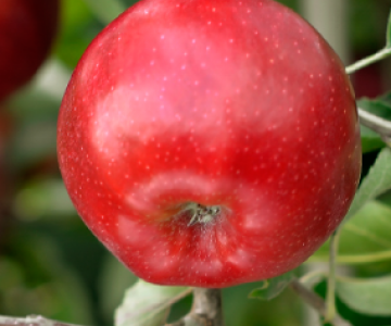 Alma tingi Red Jonaprince