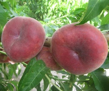 Şaftalı tingi Samantha