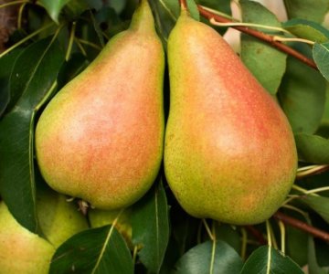 Armud tingi Santa Maria