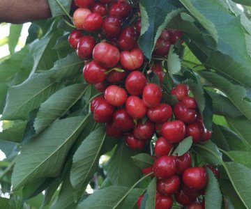 Gilas tingi Star Giant