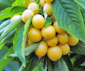 Gilas ting Starksgold