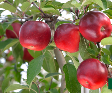 Alma tingi Story Inored