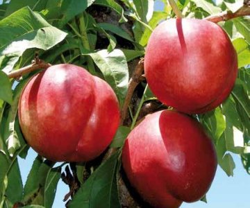 Nektarin tingi Sweet Lady