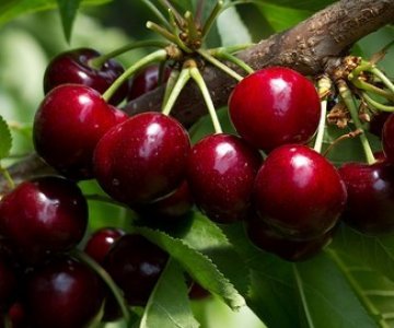 Gilas tingi Sweet Aryana