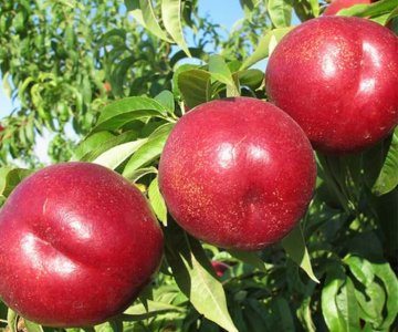 Nektarin tingi Tifany