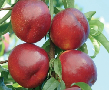 Nektarin tingi Venüs