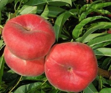 Şaftalı tingi Zodiac