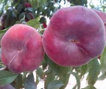 Şaftalı tingi Zumba