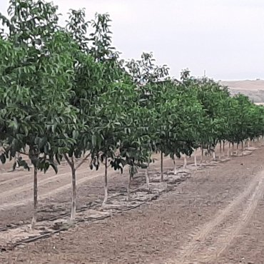Bağlarımız
