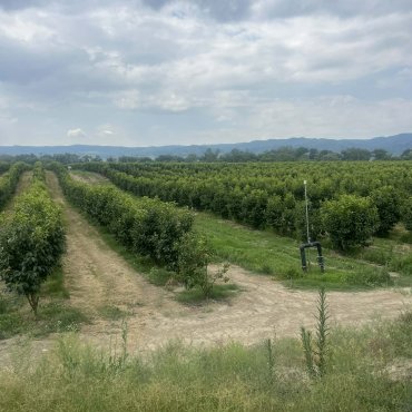 Xurma bağları
