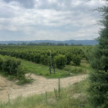 Xurma bağları