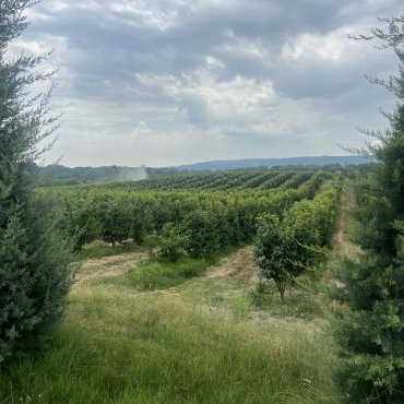 Xurma bağları