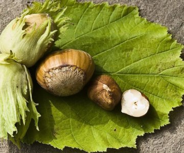 Fındıq tingi Tonda Di Giffoni