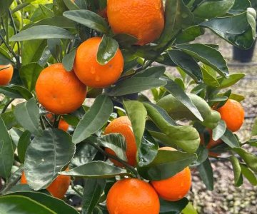 Mandarin tingi
