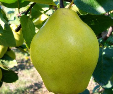 Heyva tingi Limon
