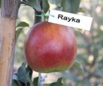Alma tingi Rayka