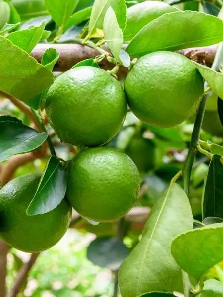 Limon tingi 