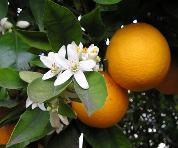 Portağal tingi 